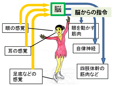 平衡感覚の異常症状 - 横浜ホリスティック治療室【横浜関内駅そば整体】